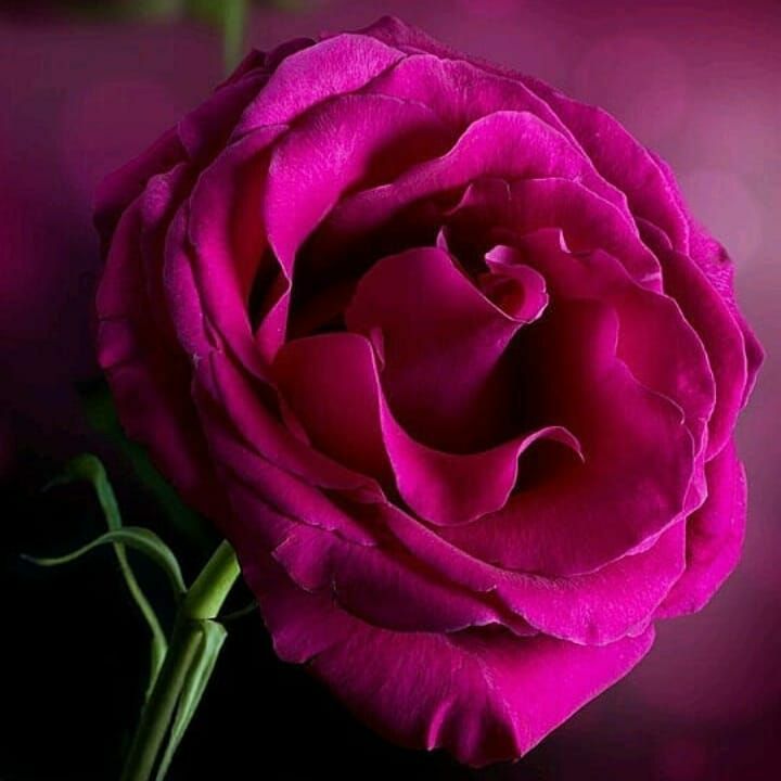 دل بهت دادم پای تو وایستادم چقد یادت افتادم نه نمیری از یادم
